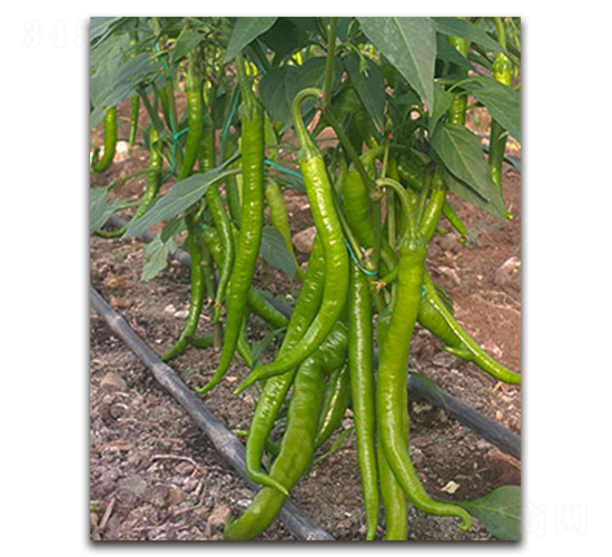 ��˹-�����N��-�S�{�N��