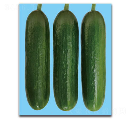 阿依達(dá)-黃瓜種子-黃瀧種子