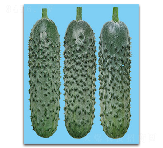 西瑪-黃瓜種子-黃瀧種子