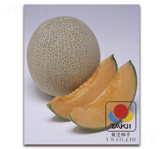 TI-122-甜瓜種子-黃瀧種子