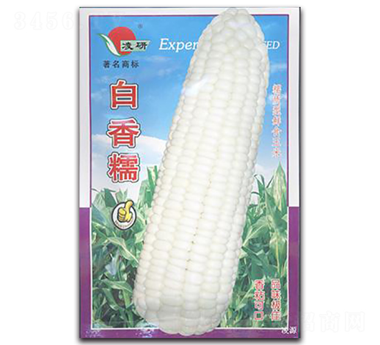 白香糯-糯玉米種子-仁大農(nóng)業(yè)