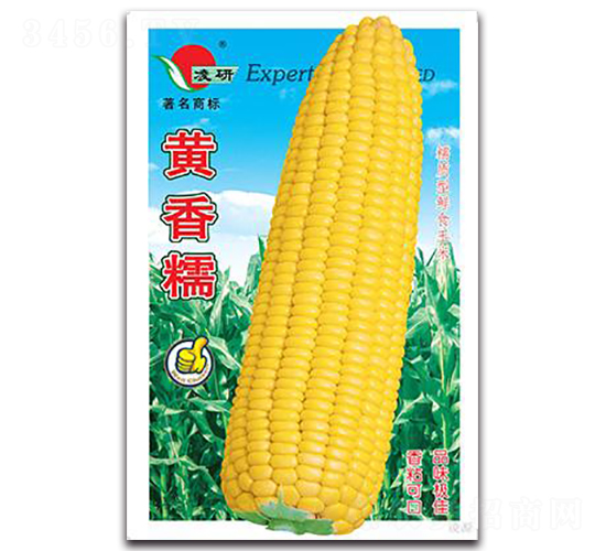 黃香糯-糯玉米種子-仁大農(nóng)業(yè)