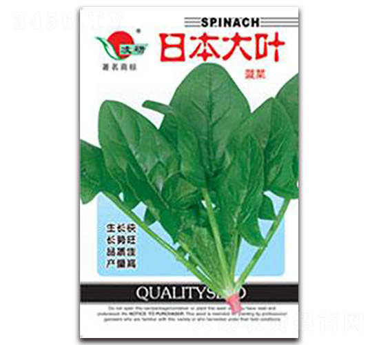 日本大葉-菠菜種子-仁大農(nóng)業(yè)
