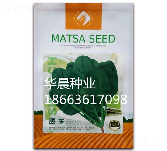 墨玉-菠菜種子-華晨種業(yè)