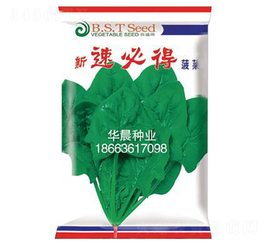 新速必得菠菜-菠菜種子-華晨種業(yè)