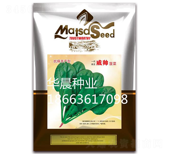 威帥菠菜-菠菜種子-華晨種業(yè)
