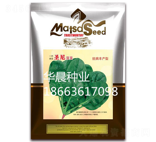 圣尼菠菜-菠菜種子-華晨種業(yè)