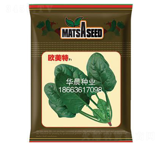 歐美特F1-菠菜種子-華晨種業(yè)