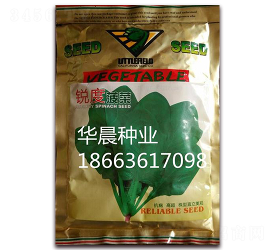 銳度菠菜-菠菜種子-華晨種業(yè)