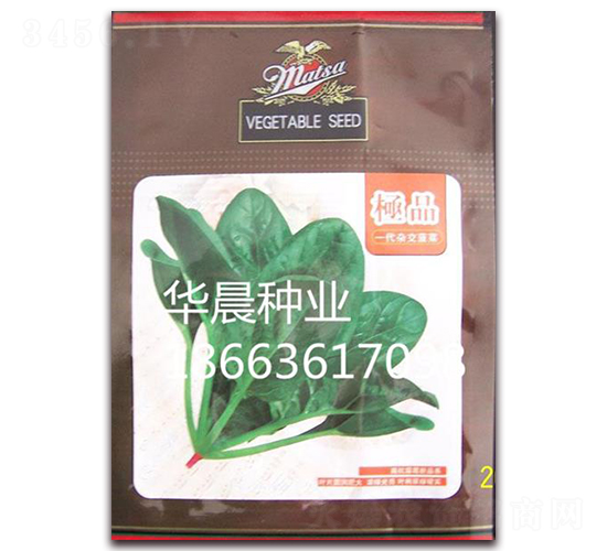 極品菠菜-菠菜種子-華晨種業(yè)