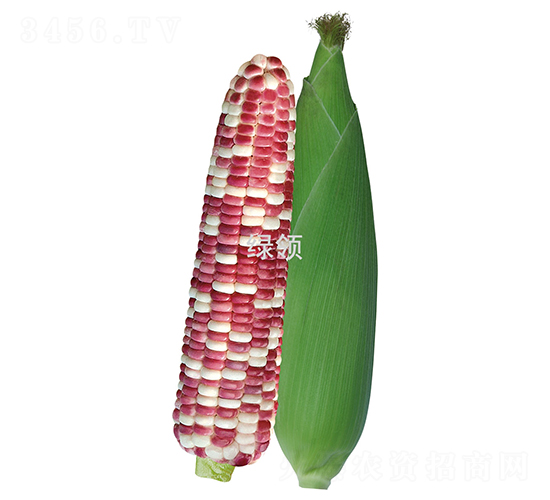 蘇糯三號(hào)-糯玉米種子-綠領(lǐng)種業(yè)