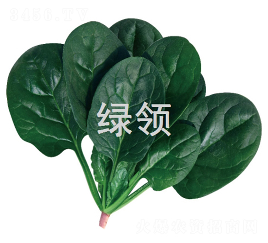 墨綠1807-菠菜種子-綠領(lǐng)種業(yè)