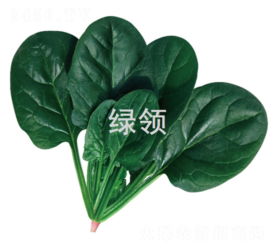 墨綠1806-菠菜種子-綠領(lǐng)種業(yè)