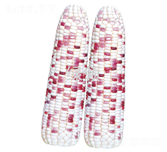 萃甜糯608-玉米種子-綠領(lǐng)種業(yè)