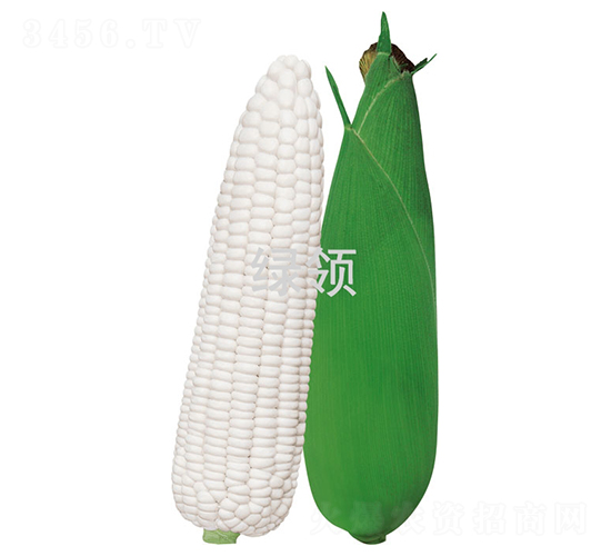 萃糯1號-玉米種子-綠領(lǐng)種業(yè)