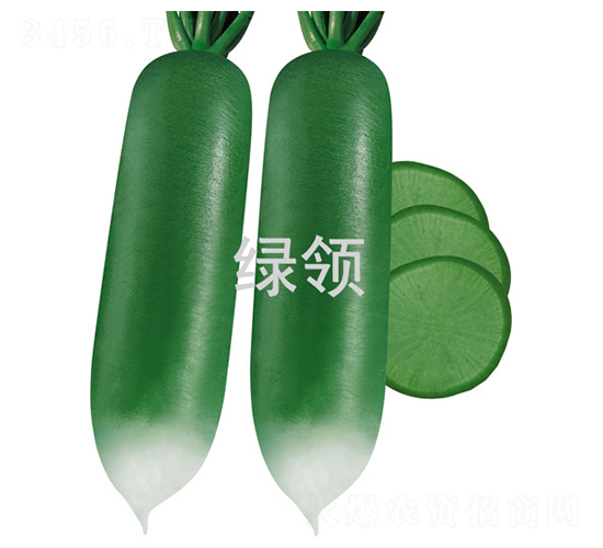 碧玉青-蘿卜種子-綠領種業(yè)