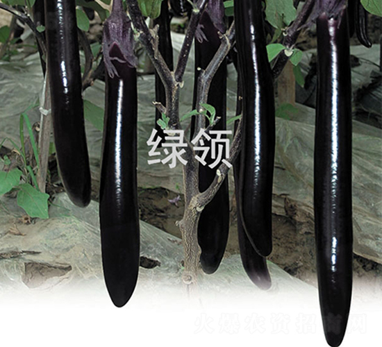 ؐ��˹-���ӷN��-�G�I(l��ng)�N�I(y��)