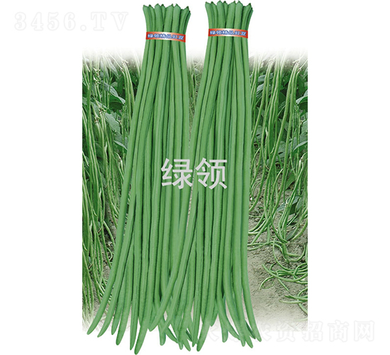 ������-���ǷN��-�G�I(l��ng)�N�I(y��)