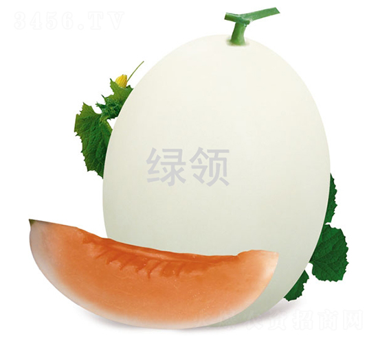L-1551-甜瓜種子-綠領(lǐng)種業(yè)
