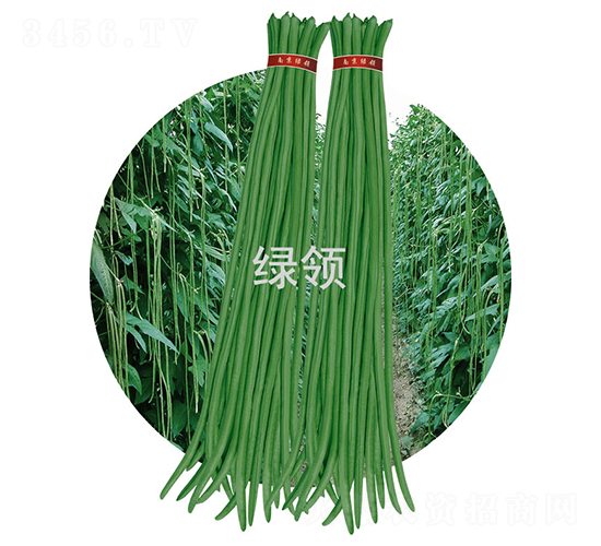 JK23-豆角種子-綠領(lǐng)種業(yè)