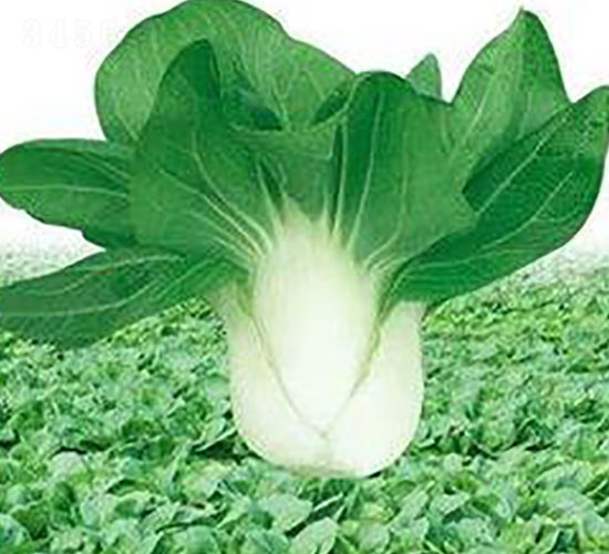 春風白-菠菜種子-三主糧