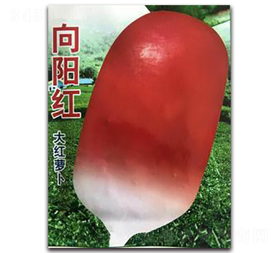 ���(y��ng)�t��t�}��-�}���N��-�����Z