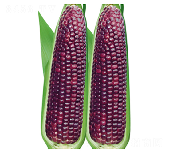 ����Ŵ-Ŵ���׷N��-�����Z