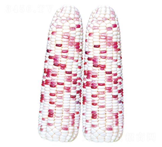 ����Ŵ-Ŵ���׷N��-�����Z