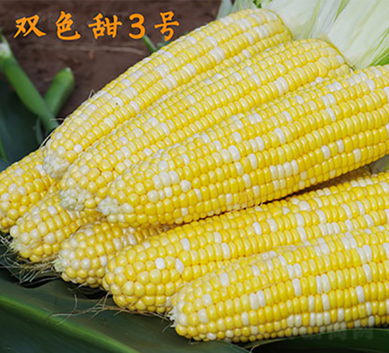 �pɫ��3̖-�����׷N��-���r��