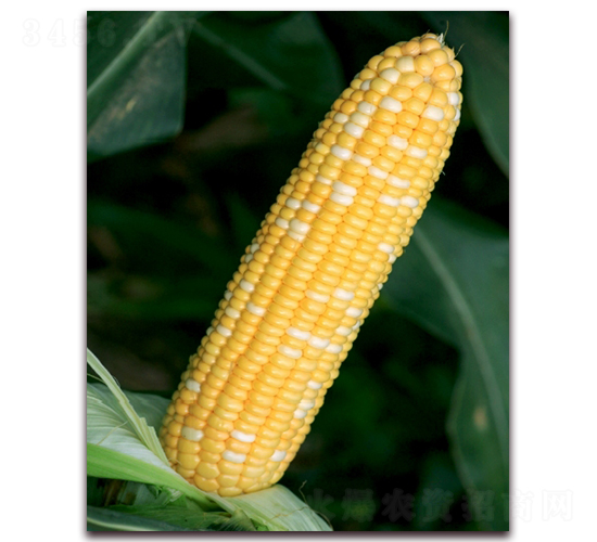 雙色甜1606-甜玉米種子-金農(nóng)科