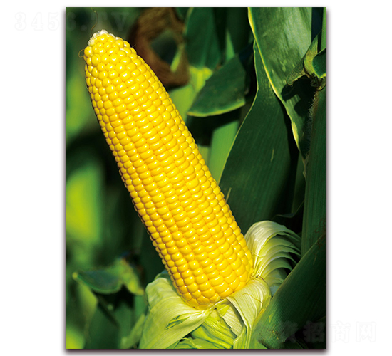 金甜678-甜玉米種子-金農(nóng)科