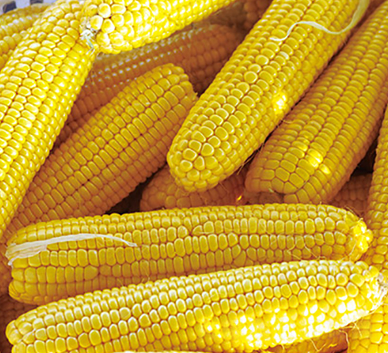 金甜878-甜玉米種子-金農(nóng)科
