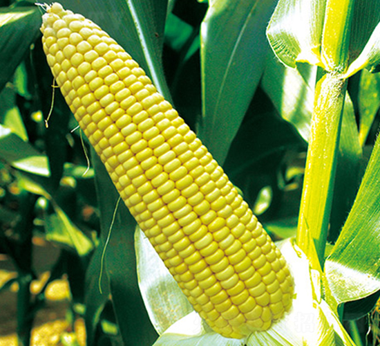 吉農(nóng)糯7號(hào)-糯玉米種子-金農(nóng)科