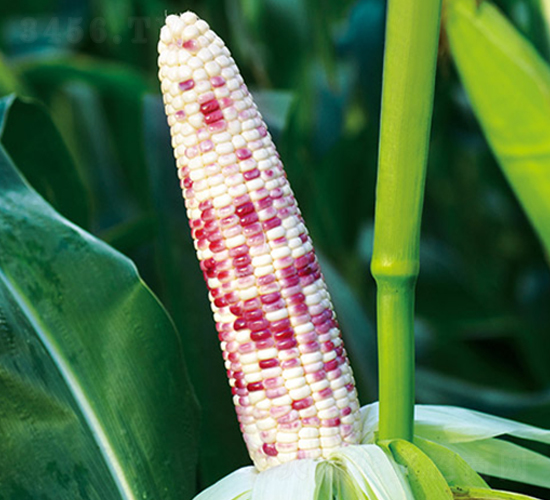 金彩糯670-糯玉米種子-金農(nóng)科