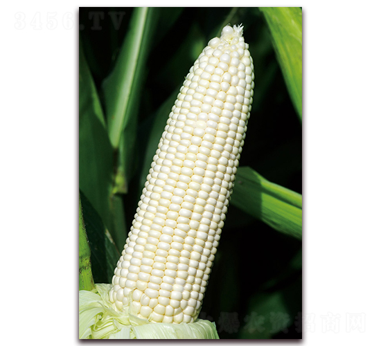 ��Ŵ691-Ŵ���׷N��-���r(n��ng)��