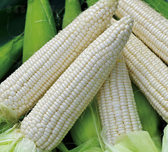 金糯692G-糯玉米種子-金農(nóng)科