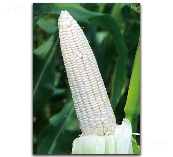 柳糯8號(hào)-糯玉米種子-金農(nóng)科