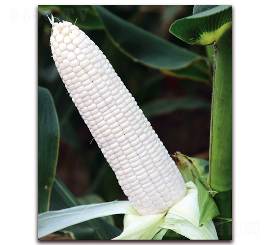 金糯1805-糯玉米種子-金農(nóng)科