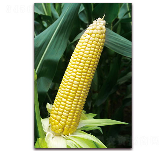 黃甜糯6號(hào)-甜糯玉米種子-金農(nóng)科