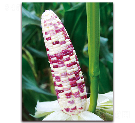 ����Ŵ617-��Ŵ���׷N��-���r(n��ng)��