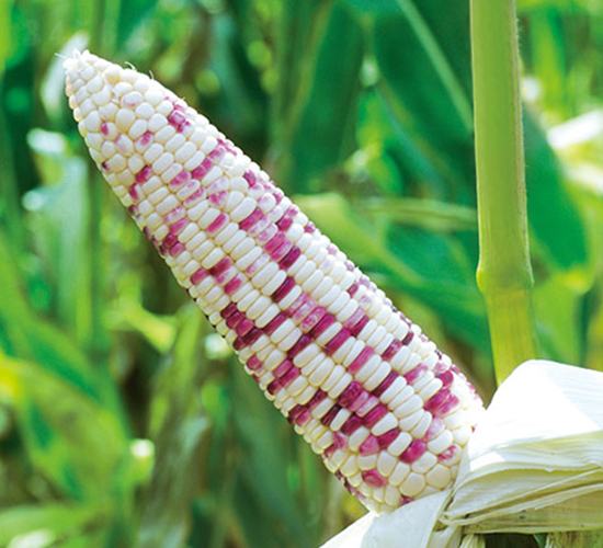 彩甜糯627-甜糯玉米種子-金農(nóng)科