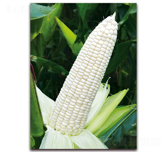 ��Ŵ1607-��Ŵ���׷N��-���r(n��ng)��