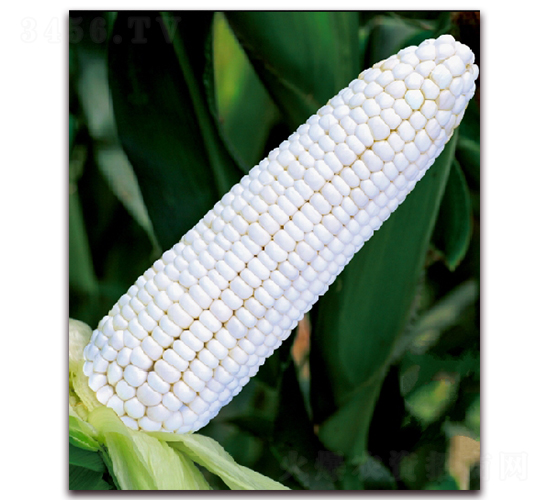 金糯1813-甜糯玉米種子-金農(nóng)科