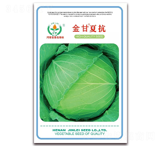 金甘夏抗-甘藍(lán)種子-金蕾種苗
