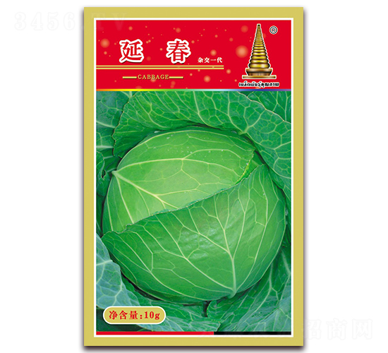 延春-甘藍種子-中江農(nóng)業(yè)