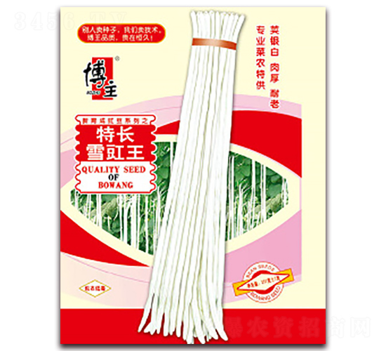 特長雪豇王-豇豆種子-博王