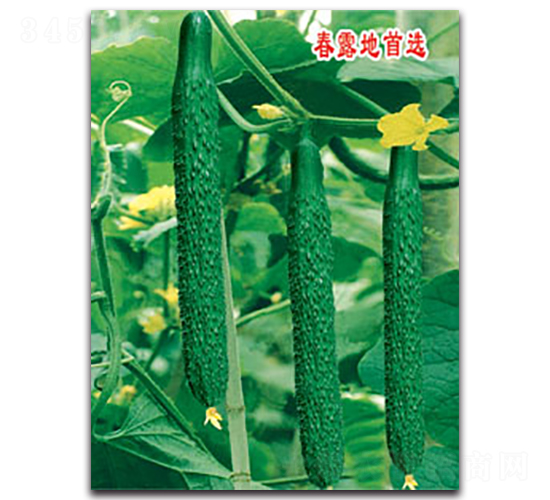 �S�r(n��ng)��-�S�ϷN��-�S�r(n��ng)�r(n��ng)�I(y��)