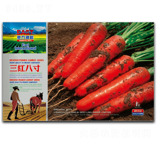 三紅八寸-胡蘿卜種子-祥瑞達(dá)