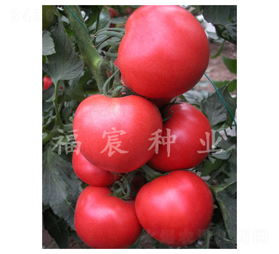 達(dá)菲9006-西紅柿種子-福宸農(nóng)業(yè)