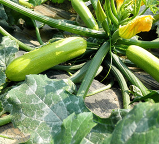 �A��901-�����J�N��-����r�I(y��)